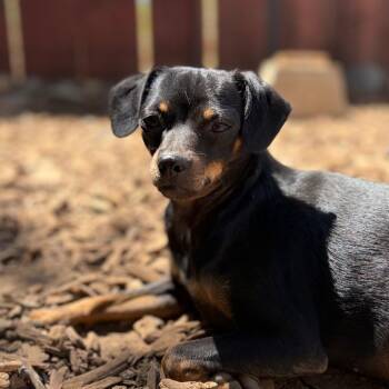 Daphne -  Chihuahua Dog for Adoption in Chico, California - Daphne | PetCurious