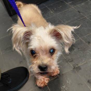 Teddy -  Poodle Dog for Adoption in Philadelphia, Pennsylvania - Teddy | PetCurious