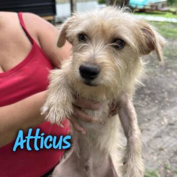 Atticus -  Chihuahua and Terrier Dog for Adoption in Tampa, Florida - Atticus | PetCurious