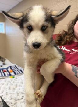 Husky Dogs Available for Adoption - Oak | PetCurious