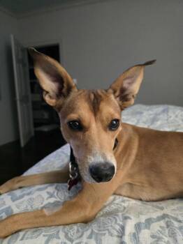 Rescue Basenji Dogs for Adoption in Boston, Massachusetts - Tiny | PetCurious