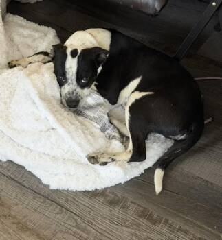 Boston Terrier Dogs Available for Adoption in Colorado Springs, Colorado - Bean | PetCurious