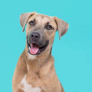 Sandy -  Shepherd Dog for Adoption in Harlingen, Texas - Sandy | PetCurious