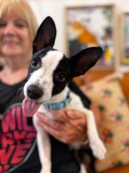 Franco the Family Pup -  Rat Terrier Dog for Adoption in Friendswood, Texas - Franco The Family Pup | PetCurious