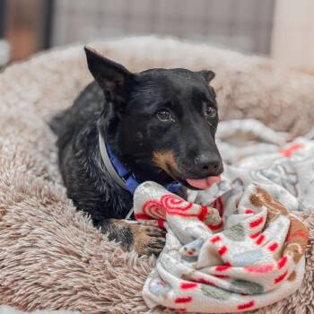 Freya -  Australian Kelpie Dog for Adoption in Springboro, Ohio - Freya | PetCurious