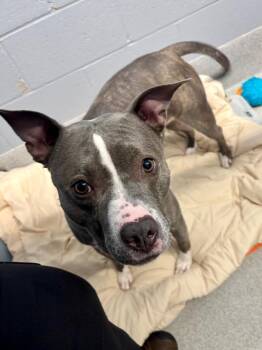 Pit Bull Terrier Dogs Available for Adoption in Bloomington, Indiana - Neveah | PetCurious