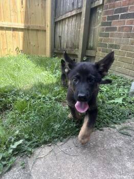 Marvel Bros : Thor -  German Shepherd Dog Dog for Adoption in Aurora, Indiana - Marvel Bros : Thor | PetCurious