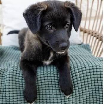 Heidi -  Border Collie Dog for Adoption in Pflugerville, Texas - Heidi | PetCurious