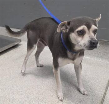 ZEKE -  Chihuahua and Shiba Inu Dog for Adoption in Tallahassee, Florida - ZEKE | PetCurious