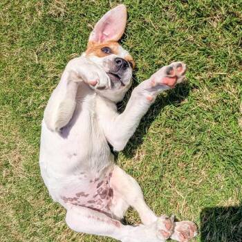 Labrador Retriever Dogs Available for Adoption in Pottstown, Pennsylvania - Peanut | PetCurious