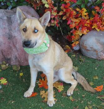 Rescue Smooth Collie Dogs for Adoption in Oklahoma City, Oklahoma - KIT 465406 OneBlueEye! | PetCurious
