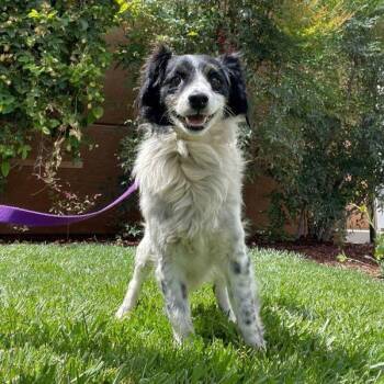 Journal -  English Springer Spaniel Dog for Adoption in Walnut Creek, California - Journal | PetCurious