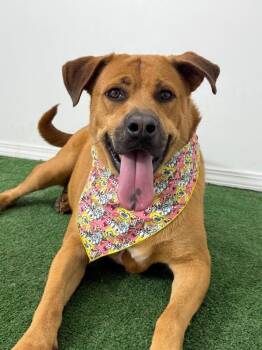 Delta-One of our Amazing Rescue Dogs -  Rhodesian Ridgeback and Black Mouth Cur Dog for Adoption in Carlsbad, California - Delta-One Of Our Amazing Rescue Dogs | PetCurious