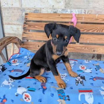 Tella -  Dachshund and Miniature Pinscher Dog for Adoption in St. Augustine, Florida - Tella | PetCurious