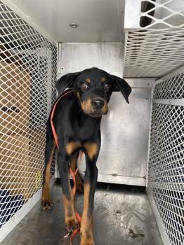 Rescue Rottweiler Dogs for Adoption in Thousand Oaks, California - Zues -- URGENT!! | PetCurious