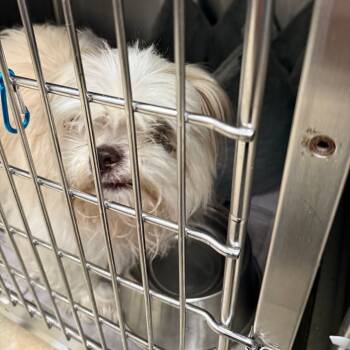 Rescue Shih Tzu and Mixed Breed Dogs for Adoption in Galveston, Texas - Ojo | PetCurious