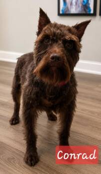 Conrad -  Miniature Schnauzer Dog for Adoption in Cochran, Georgia - Conrad | PetCurious