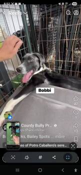 Pointer Dogs Available for Adoption in Lakeland, Florida - Bobbi Socks | PetCurious