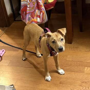 Kendra -  Labrador Retriever and Pit Bull Terrier Dog for Adoption in Minneapolis, Minnesota - Kendra | PetCurious