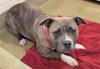 WILLOW -  Pit Bull Terrier and Mixed Breed Dog for Adoption in Moreno Valley, California - WILLOW | PetCurious