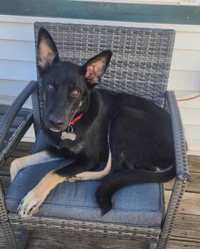 Rescue German Shepherd Dog Dogs for Adoption in Fredonia, Wisconsin - Abu II | PetCurious