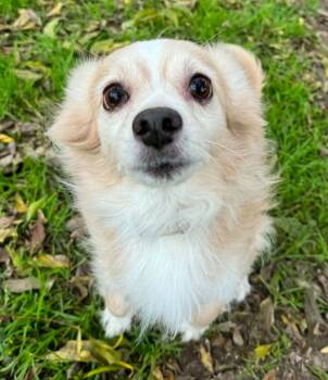 Ben -  Chihuahua and Papillon Dog for Adoption in Bryan, Texas - Ben | PetCurious