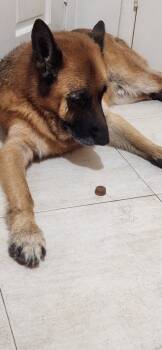 Rescue German Shepherd Dog Dogs for Adoption in Town 