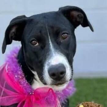 Sarafina -  Mixed Breed Dog for Adoption in San Francisco, California - Sarafina | PetCurious
