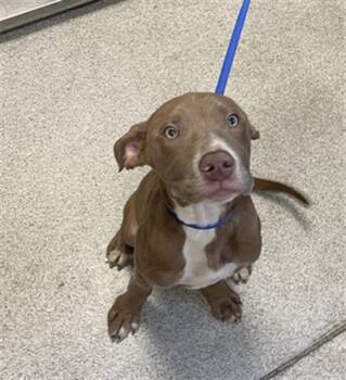 Labrador Retriever and American Staffordshire Terrier Dogs Available for Adoption - CAESAR | PetCurious