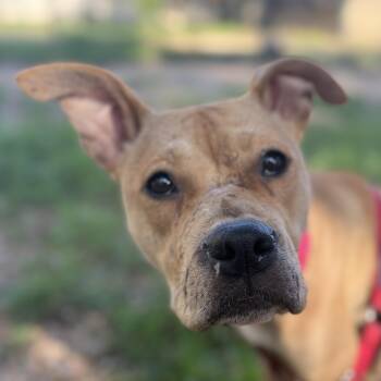 Terrier Dogs Available for Adoption in Bulverde, Texas - Mary | PetCurious