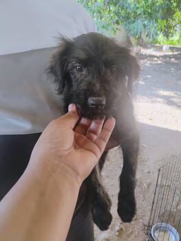 CARRIE -  Schnauzer and Golden Retriever Dog Available for Adoption - CARRIE | PetCurious