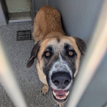 Jane -  Anatolian Shepherd and Mixed Breed Dog for Adoption in Charlottesville, Virginia - Jane | PetCurious