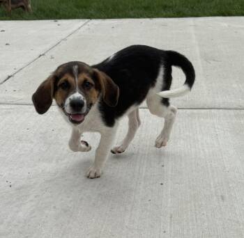 Chandler -  Shepherd and Hound Dog for Adoption in South Bend, Indiana - Chandler | PetCurious