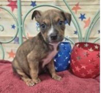 Dewalt -  Mixed Breed Dog for Adoption in West Chester, Pennsylvania - Dewalt | PetCurious