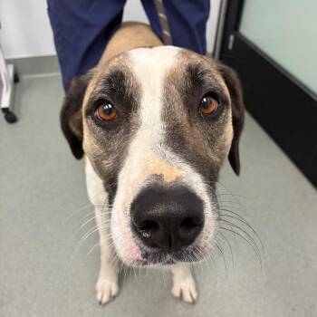Axel -  Anatolian Shepherd and Mixed Breed Dog for Adoption in Abilene, Texas - Axel | PetCurious