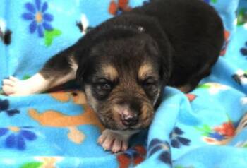 Border Collie and Shepherd Dogs Available for Adoption - Dylan | PetCurious