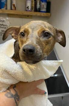 Mixed Breed Dogs Available for Adoption in Ocala, Florida - Donna | PetCurious