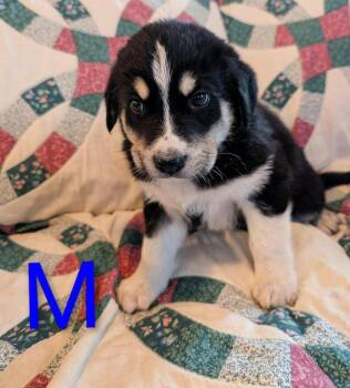 Weiland -  Retriever and Mixed Breed Dog for Adoption in Calgary, Alberta - Weiland | PetCurious