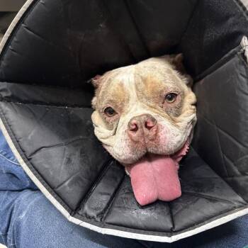 Jubilee -  English Bulldog Dog for Adoption in Chicago, Illinois - Jubilee | PetCurious