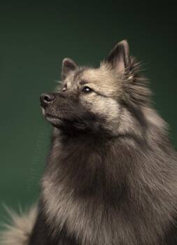 Keeshond Dogs Available for Adoption - Bug | PetCurious