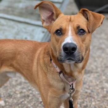 Mixed Breed Dogs Available for Adoption in West Olive, Michigan - Billy Boy | PetCurious