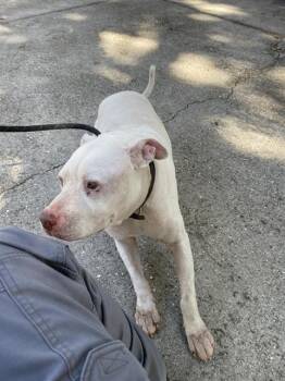 Rescue Mixed Breed Dogs for Adoption in Palmetto, Florida - BUNSON | PetCurious