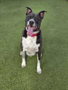 Pit Bull Terrier Dogs Available for Adoption in Las Vegas, Nevada - BUSCHI | PetCurious
