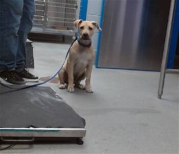 Rescue Pit Bull Terrier and Mixed Breed Dogs for Adoption in Albuquerque, New Mexico - BROWNIE | PetCurious