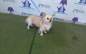 Chihuahua Dogs Available for Adoption - SPROUT | PetCurious