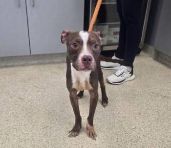 Mixed Breed Dogs Available for Adoption in Lafayette, Indiana - Margo | PetCurious