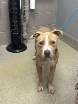 American Bulldog and Mixed Breed Dogs Available for Adoption in Las Vegas, Nevada - MOMO | PetCurious