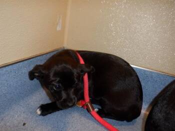 Pit Bull Terrier Dogs Available for Adoption in San Jose, California - PEPPA | PetCurious