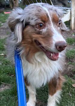 Hazel -  Australian Shepherd Dog for Adoption in Anniston, Alabama - Hazel | PetCurious