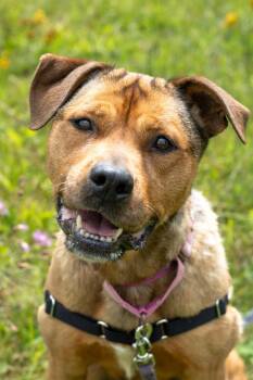 Mixed Breed Dogs Available for Adoption - Maggie | PetCurious